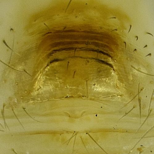 Réf. 274 260 : Spermophora senoculata